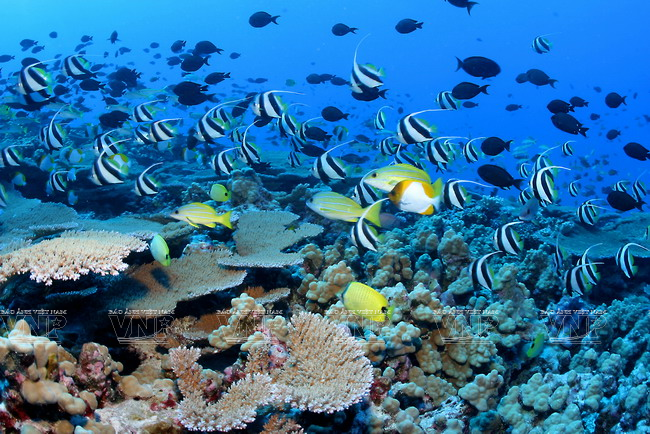 Tour Cù Lao Chàm – Đi Bộ Dưới Biển - Image 3